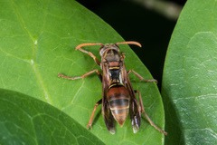 Polistes humilis humilis