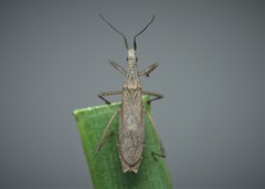 Pygolampis bidentata