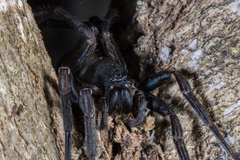 Uliodon albopunctatus