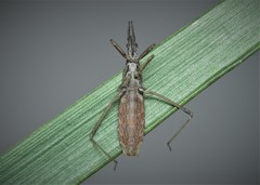 Pygolampis bidentata