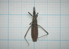 Pygolampis bidentata