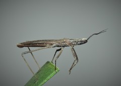 Pygolampis bidentata