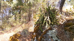 Disocactus speciosus