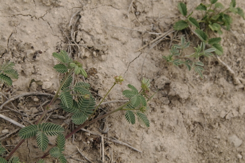 Image of Desmanthus obtusus by (c) Eric Knight, some rights reserved (CC BY)