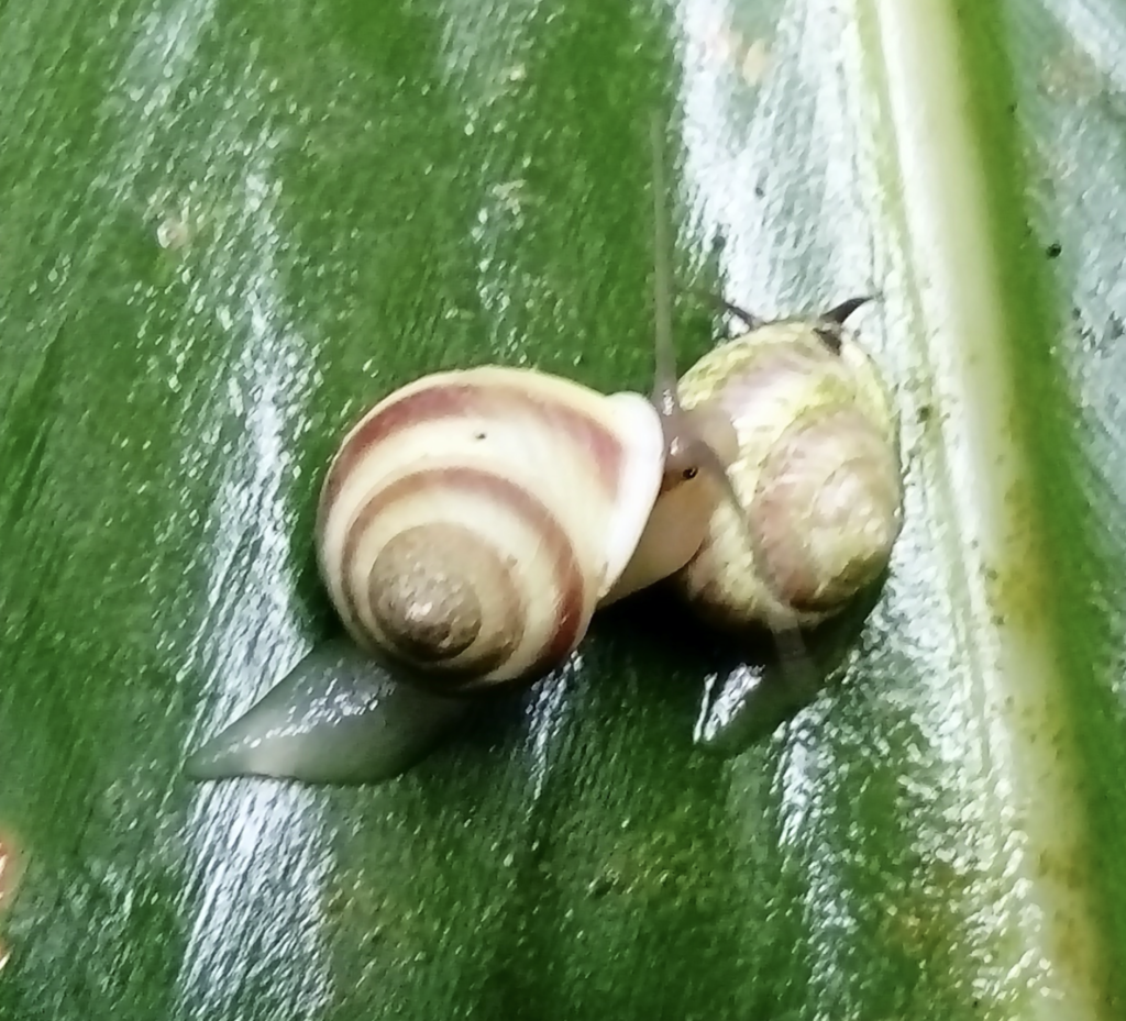 Helicina zephyrina