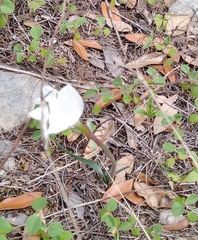 Zephyranthes drummondii
