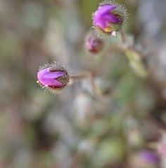 Spergularia purpurea