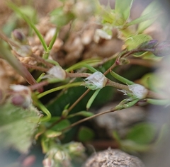 Spergularia purpurea