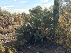 Opuntia engelmannii engelmannii