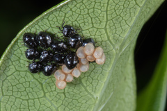 Glaucias amyoti