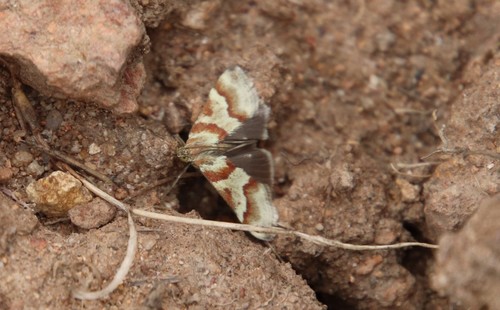 Rufous-banded Crambid Moth photo 6