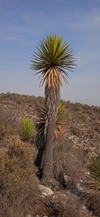 Yucca periculosa