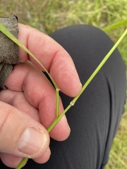 Nassella leucotricha