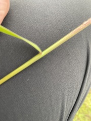 Nassella leucotricha