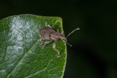 Chalepistes compressus