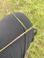 Nassella leucotricha