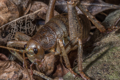 Deinacrida heteracantha