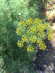 Lomatium klickitatense