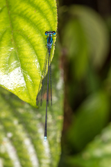 Coeliccia membranipes