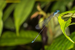 Coeliccia membranipes