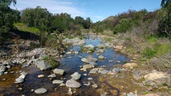 Rhinella atacamensis