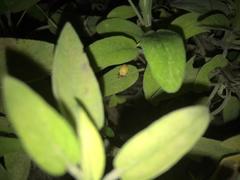 Lamprohiza mulsantii