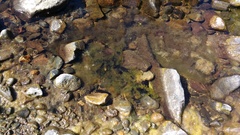 Rhinella atacamensis