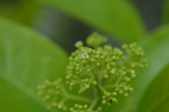 Zanthoxylum schreberi