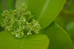 Zanthoxylum schreberi