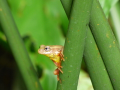 Dendropsophus bogerti