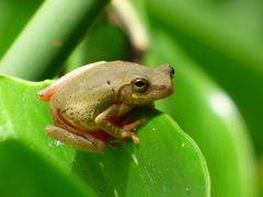 Dendropsophus bogerti