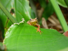 Dendropsophus bogerti