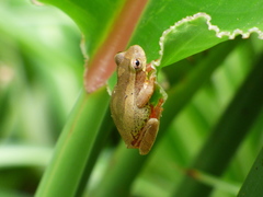 Dendropsophus bogerti