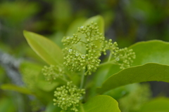 Zanthoxylum schreberi