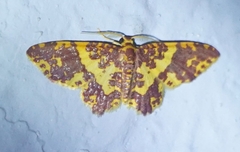 Eois escamata