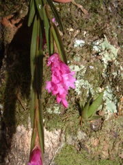 Isochilus linearis