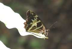 Oxeoschistus tauropolis tauropolis