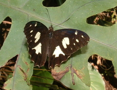 Oxeoschistus tauropolis tauropolis
