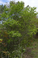 Zanthoxylum schreberi