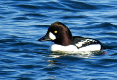 Bucephala clangula × islandica