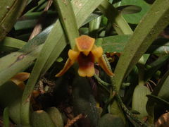 Maxillaria variabilis