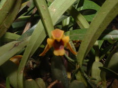 Maxillaria variabilis
