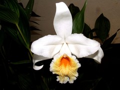 Sobralia warszewiczii