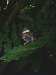Dismorphia theucharila fortunata