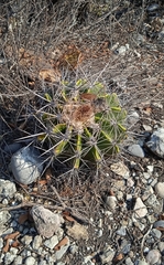 Ferocactus flavovirens