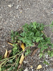 Tetragonia implexicoma