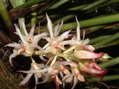 Xylobium elongatum