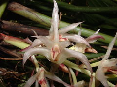 Xylobium elongatum