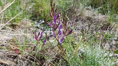 Astragalus muelleri