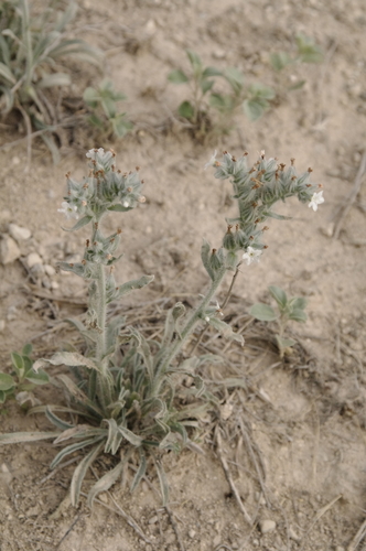 Image of Oreocarya palmeri by (c) Eric Knight, some rights reserved (CC BY)